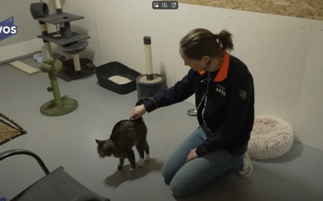 Dierenopvangcentrum Westland breidt uit met asiel functie per 1 januari 2025.