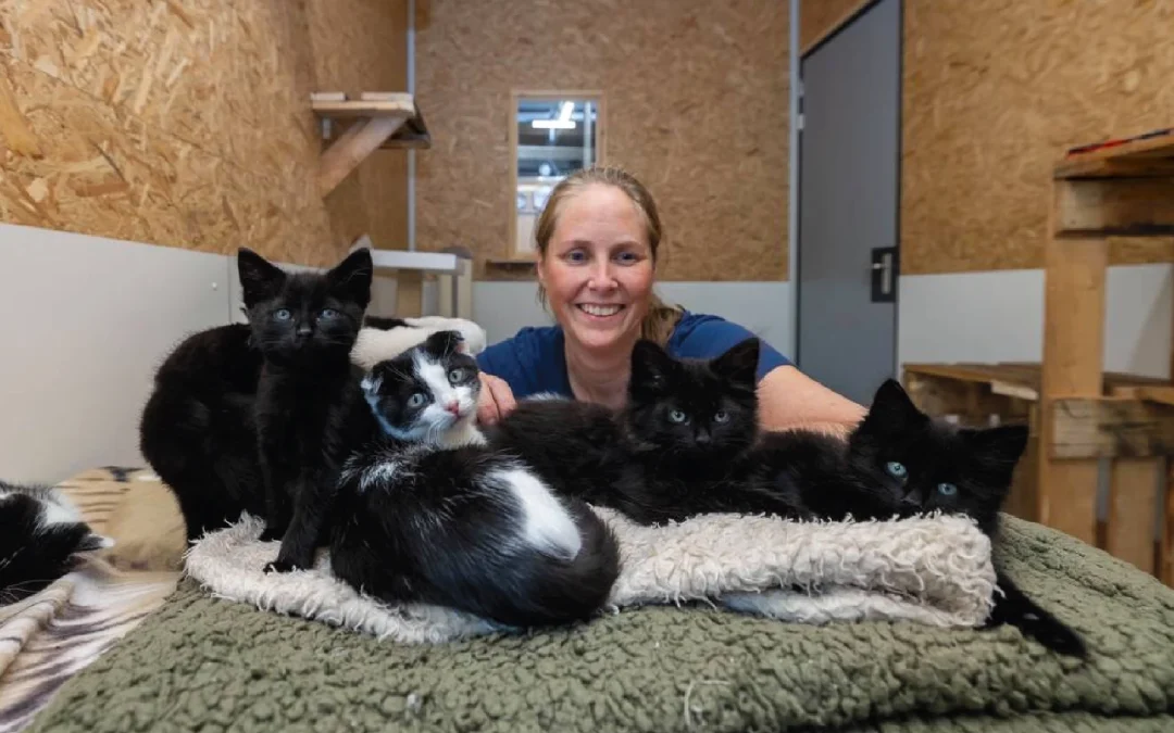 Adopties katten door filmpjes op TikTok