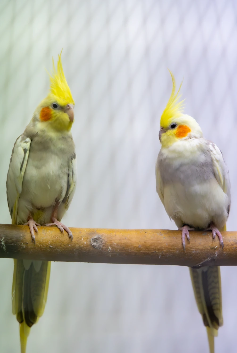 Chilpie & Zazou& Burdy