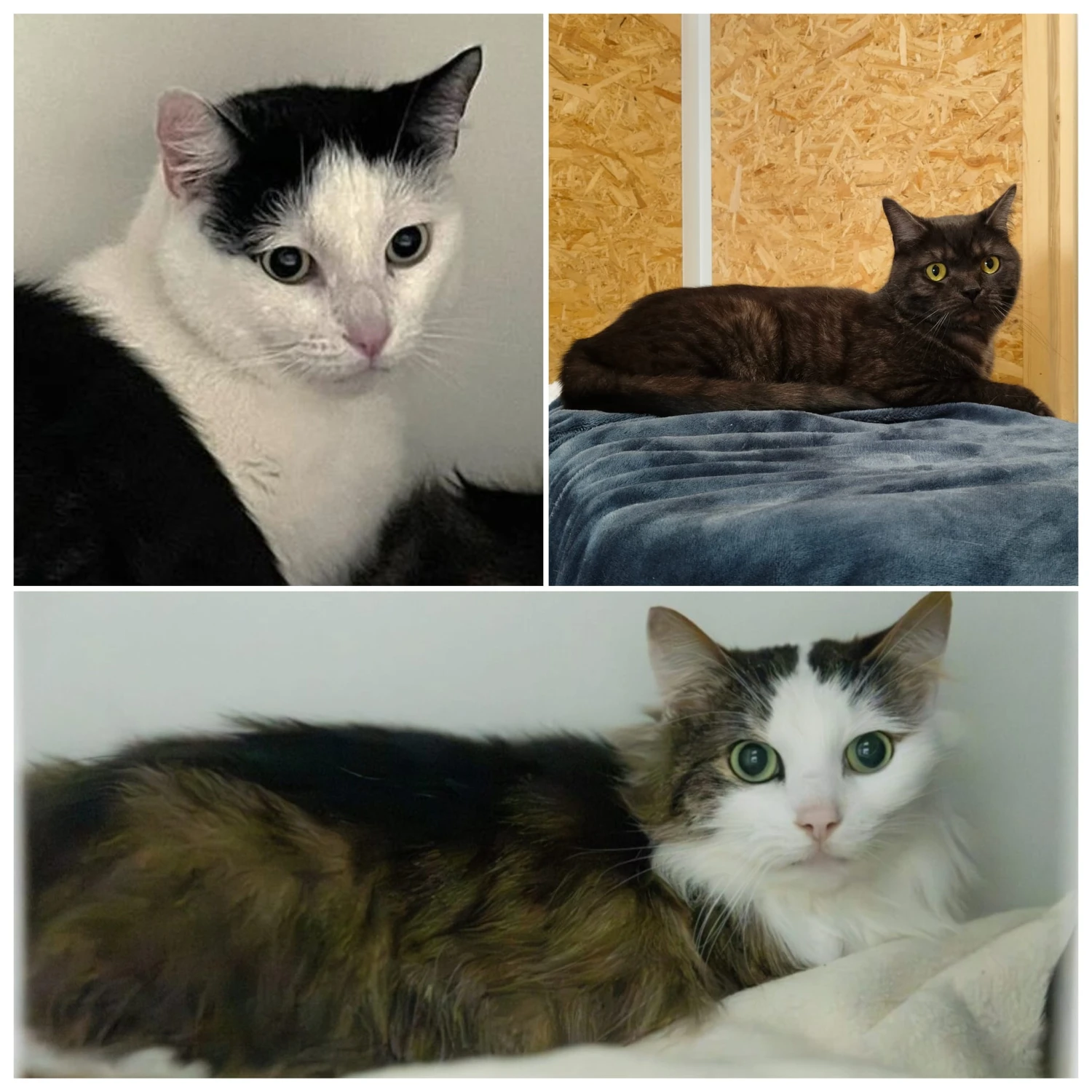 Johnny, Jelly Bean & Joey