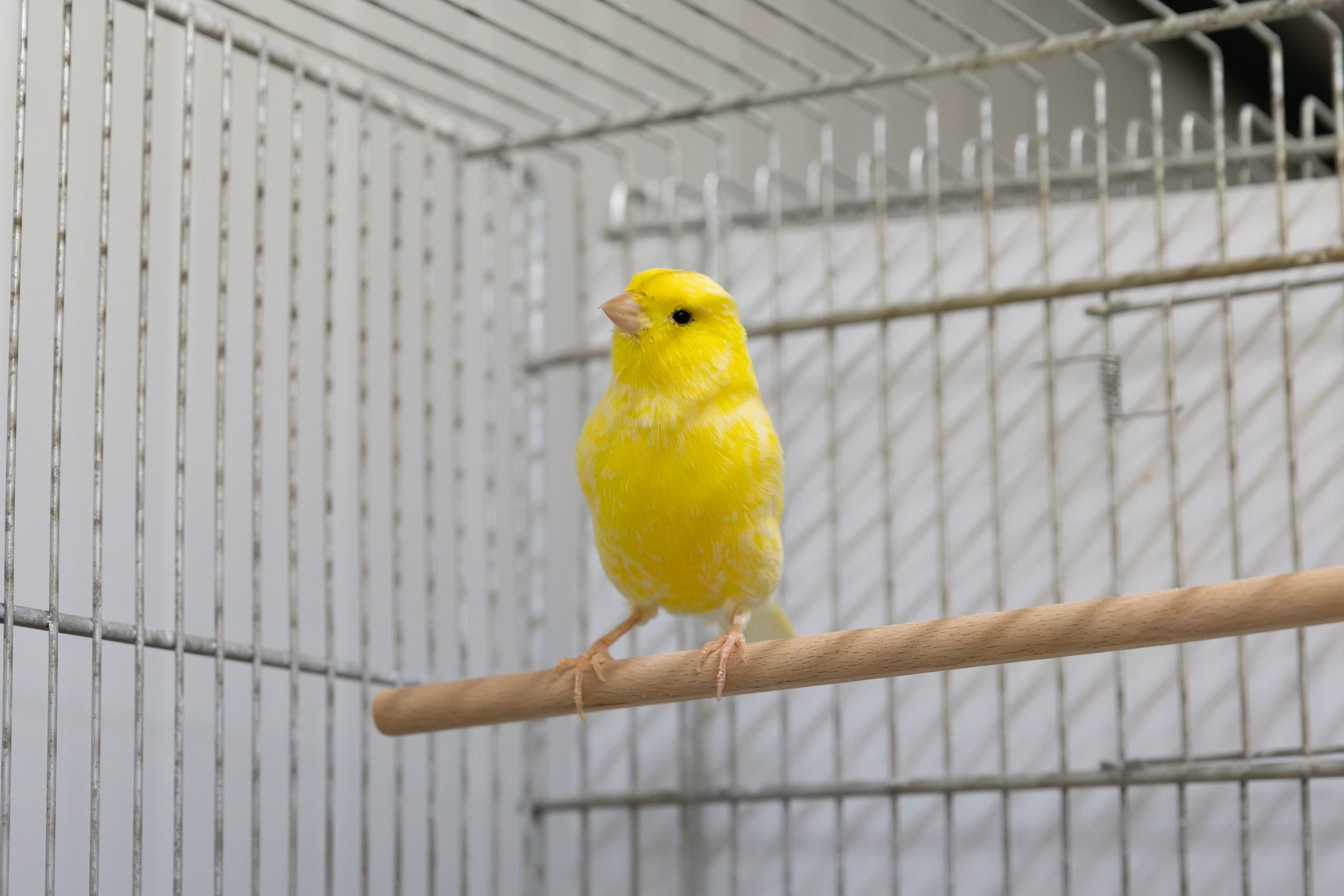 Joepie de kanarie (gereserveerd)