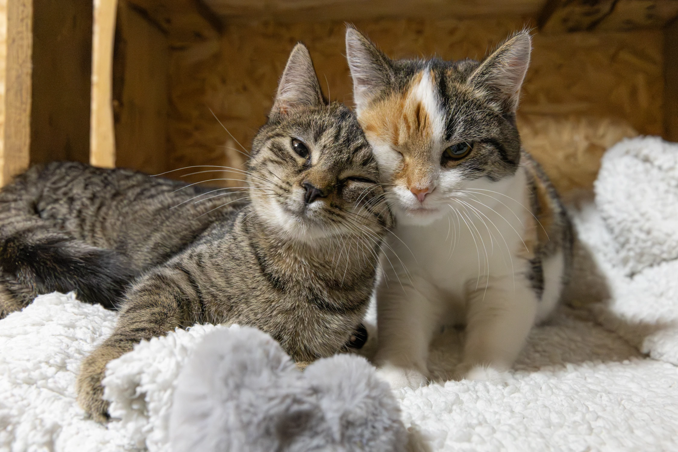 Nibbels en Elfie — twee kittens in de opvang van DOCW