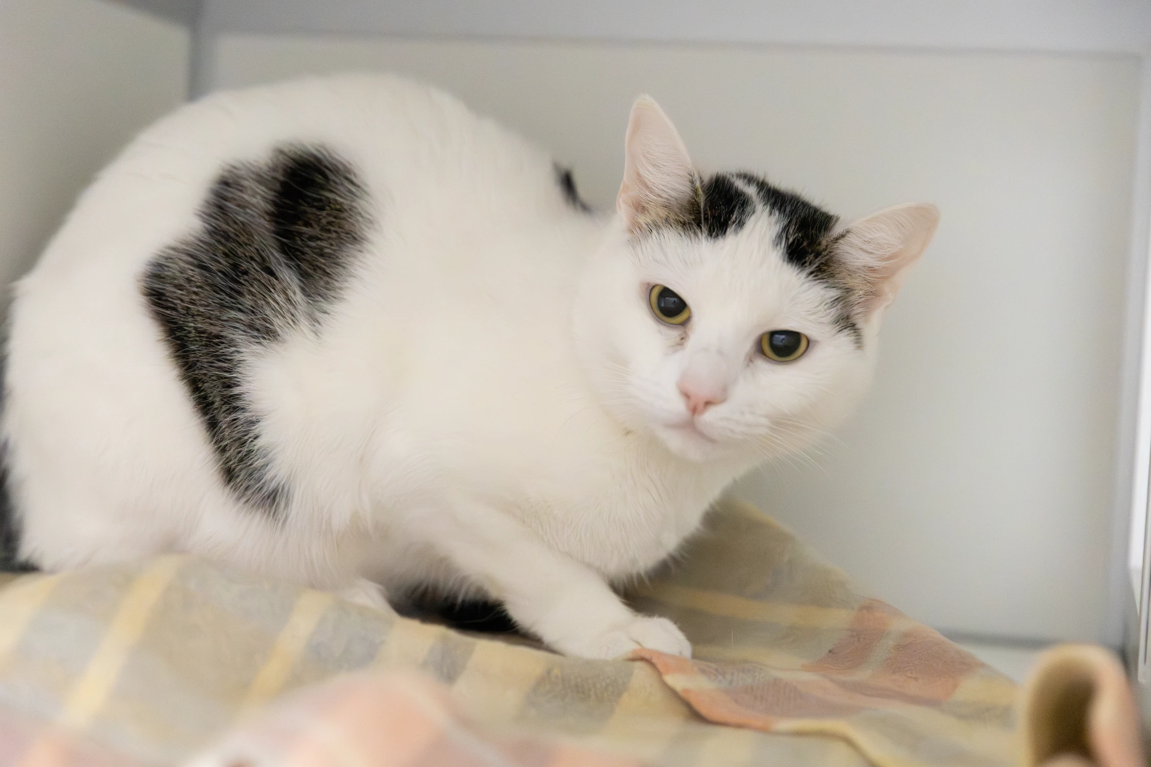 Saartje (gereserveerd)