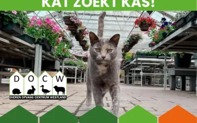 Muizenvangers (katers en poezen) voor in de kas