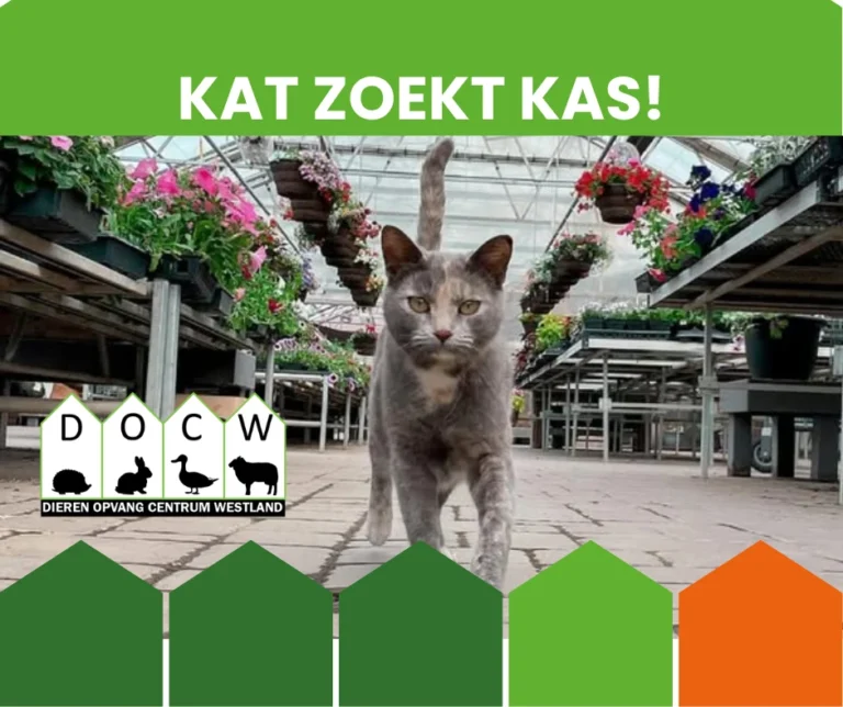 Muizenvangers (katers