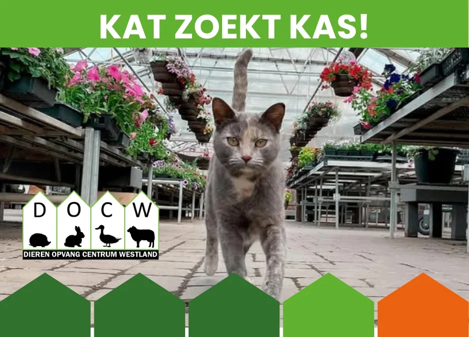 Muizenvangers (katers en poezen) voor in de kas