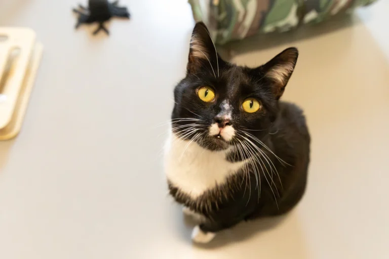 Blackie!