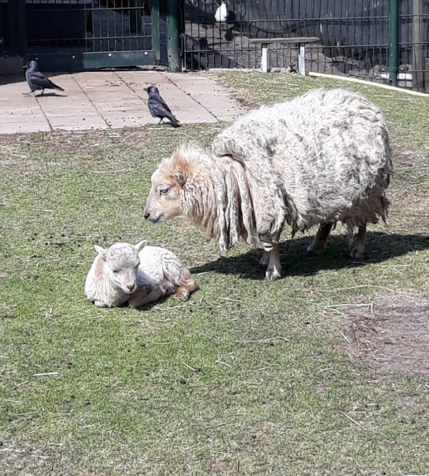 Schapen op kinderboerderij monster