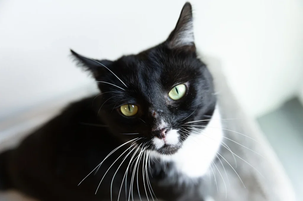 Blackie
