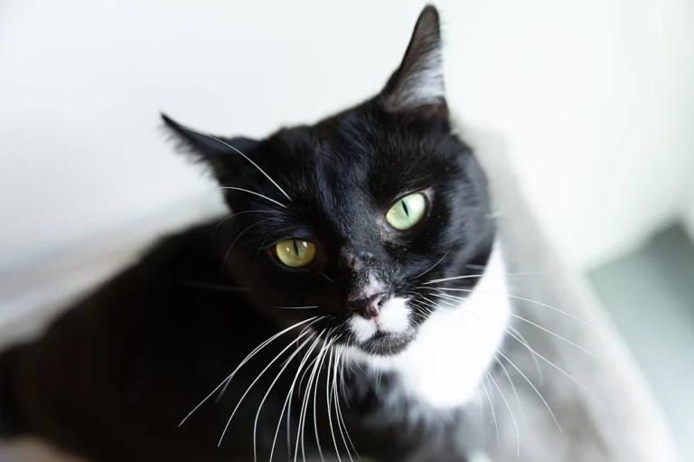 Blackie