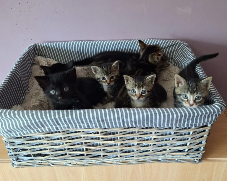 Kittens van Macey