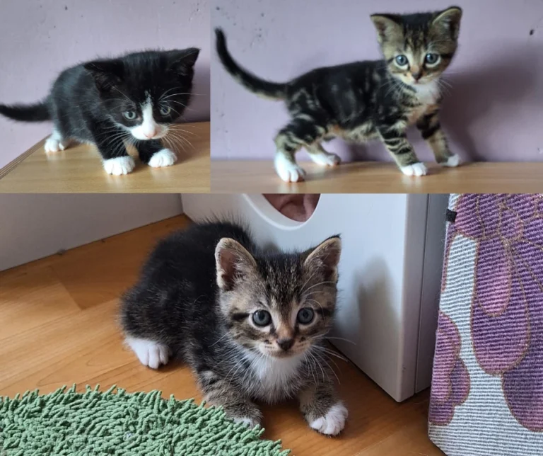 Kittens van Macey