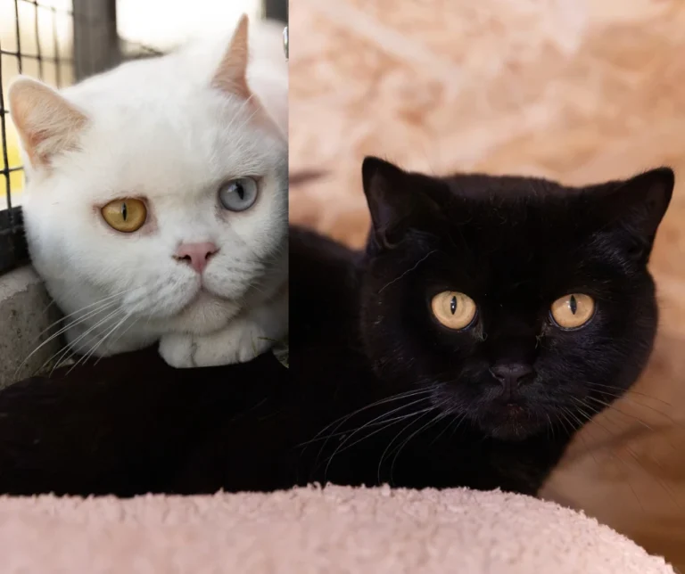 Yuki (odd eyed) & Nori