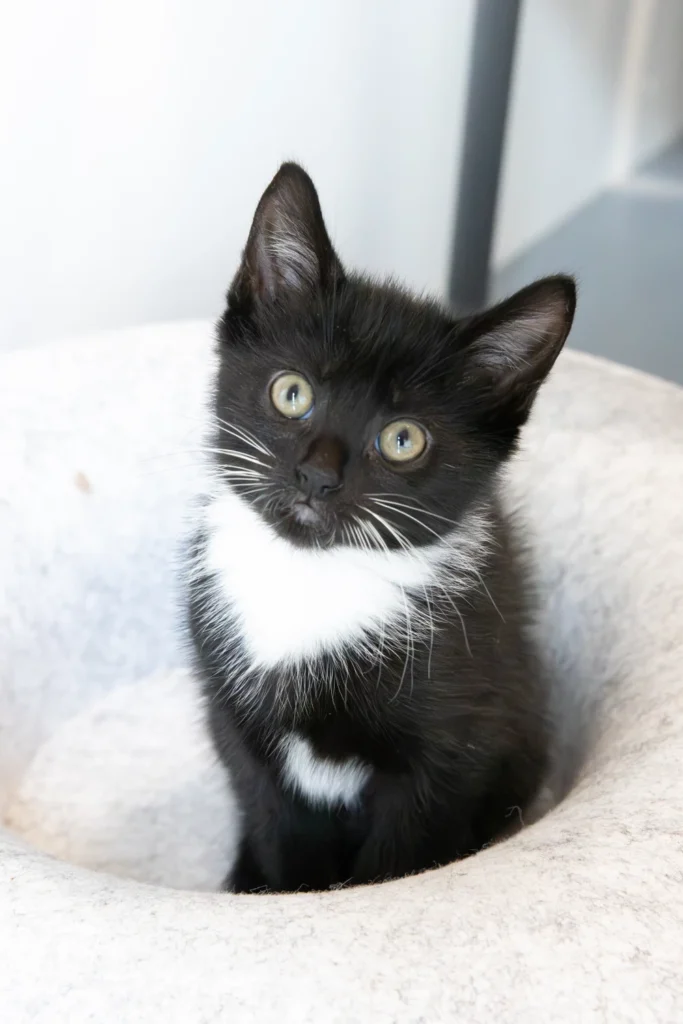Heel veel kittens ❤️, foto 8