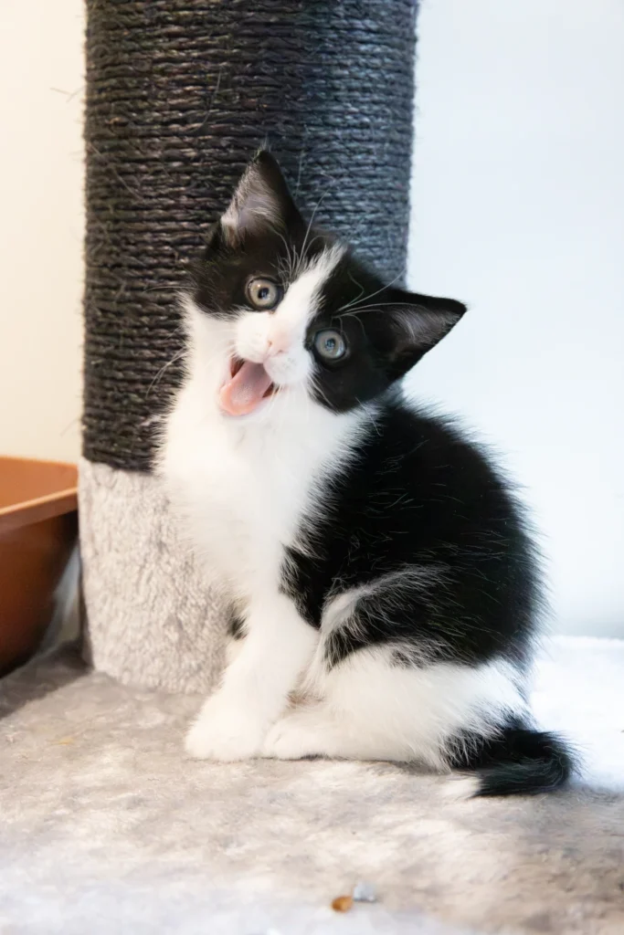 Heel veel kittens ❤️