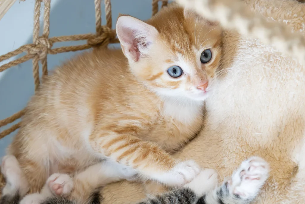 Heel veel kittens ❤️, foto 2