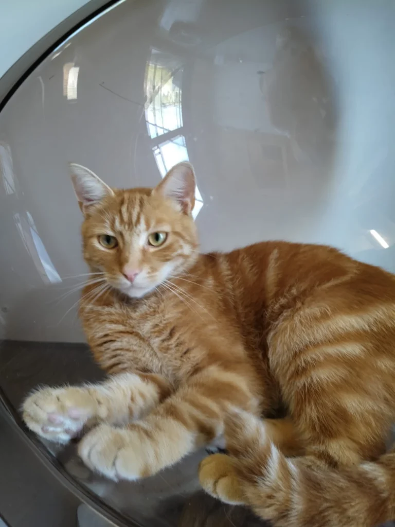 Sammy, foto 2