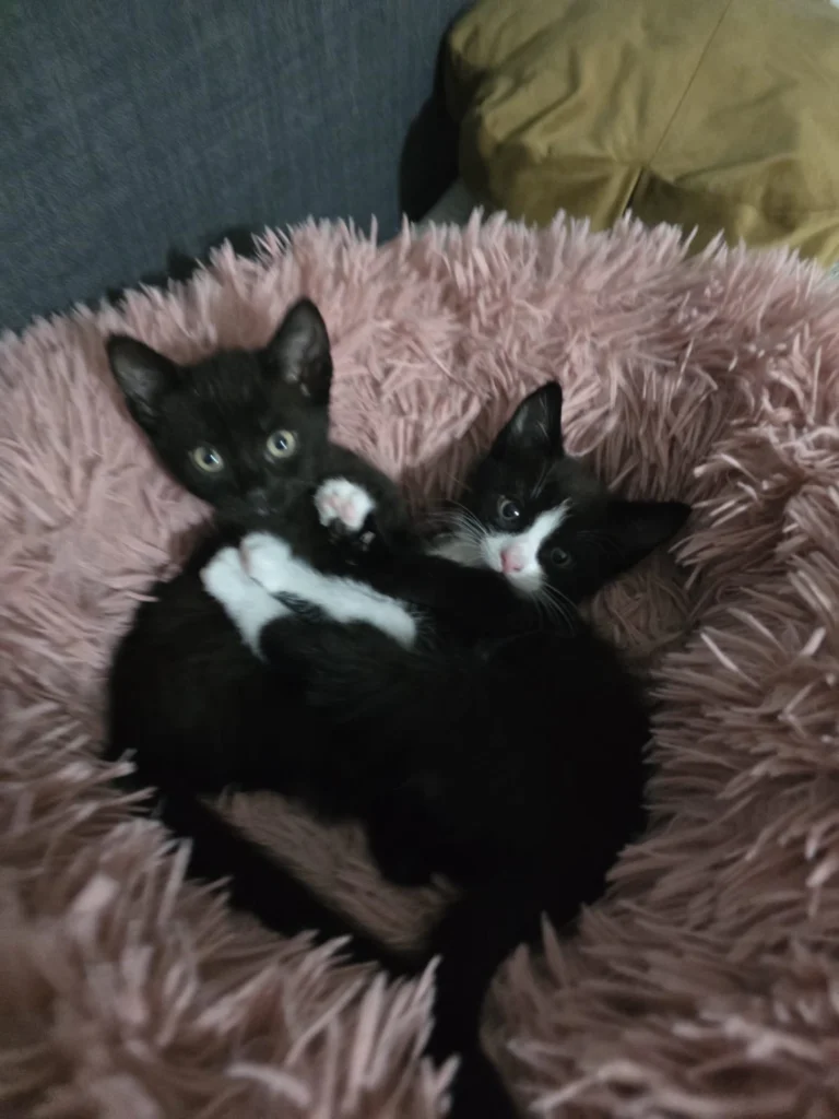Blossom of kitten(s)