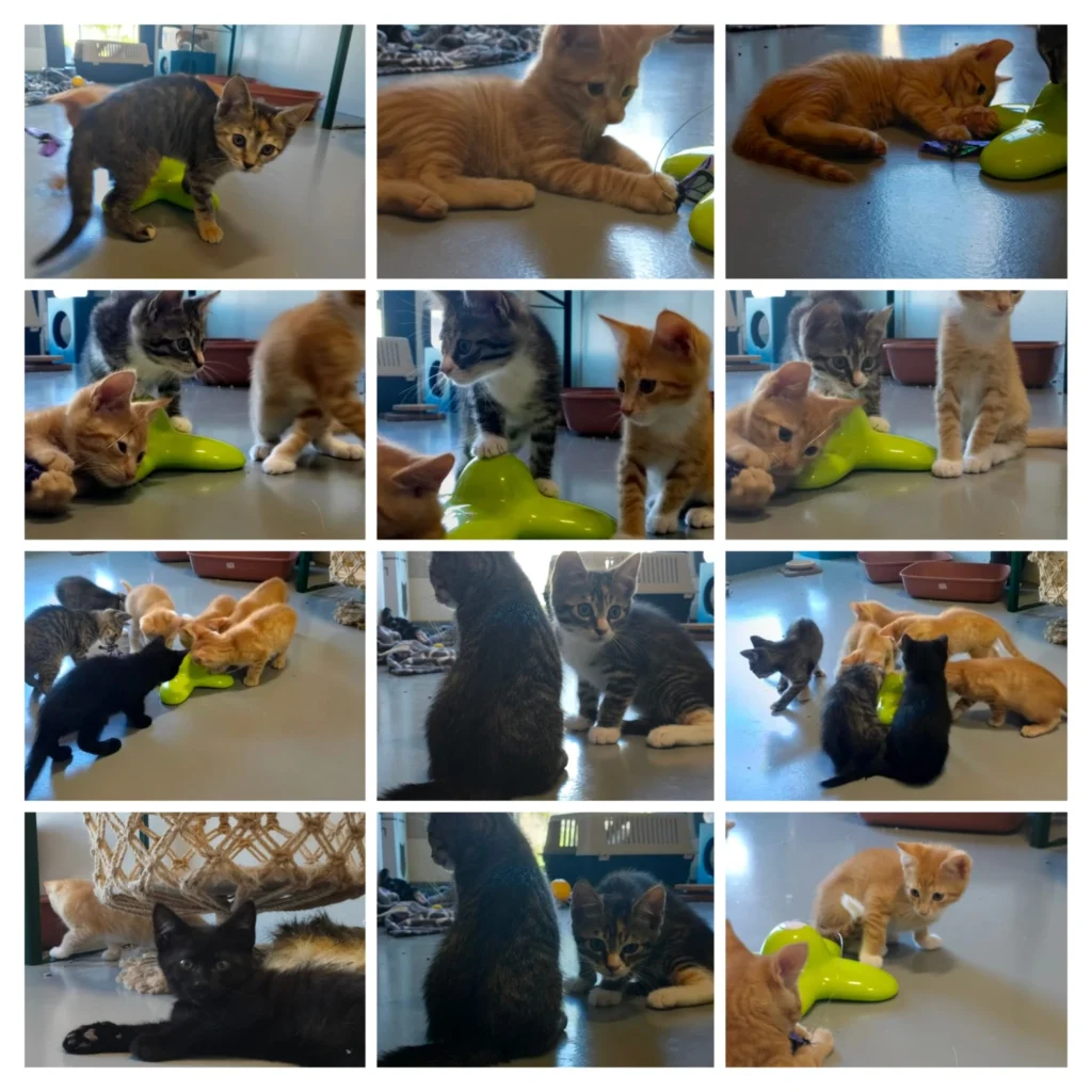 Heel veel kittens ❤️, foto 1