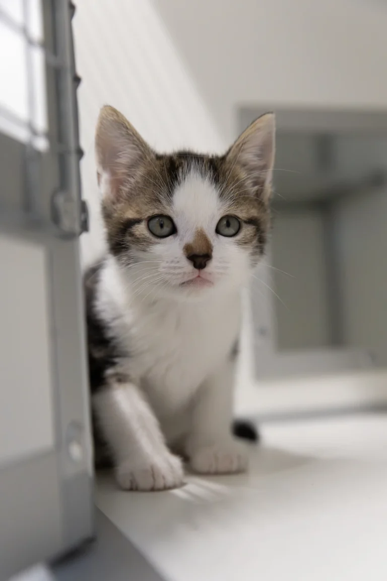 Kittens van Sissi