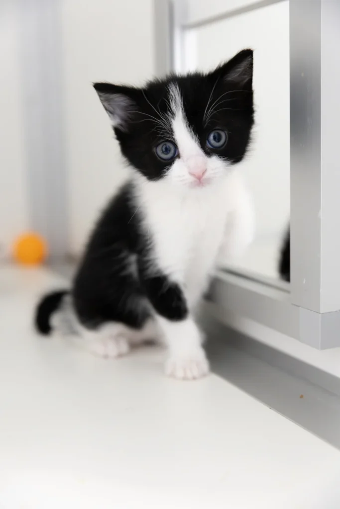 Kittens van Queenie