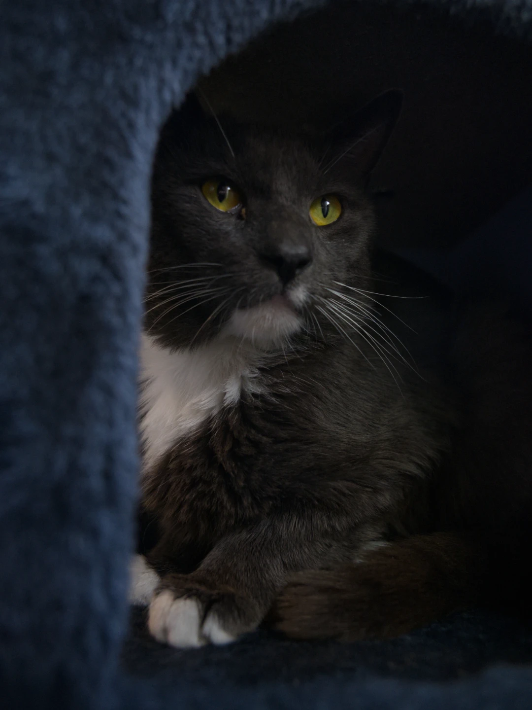 Rufus