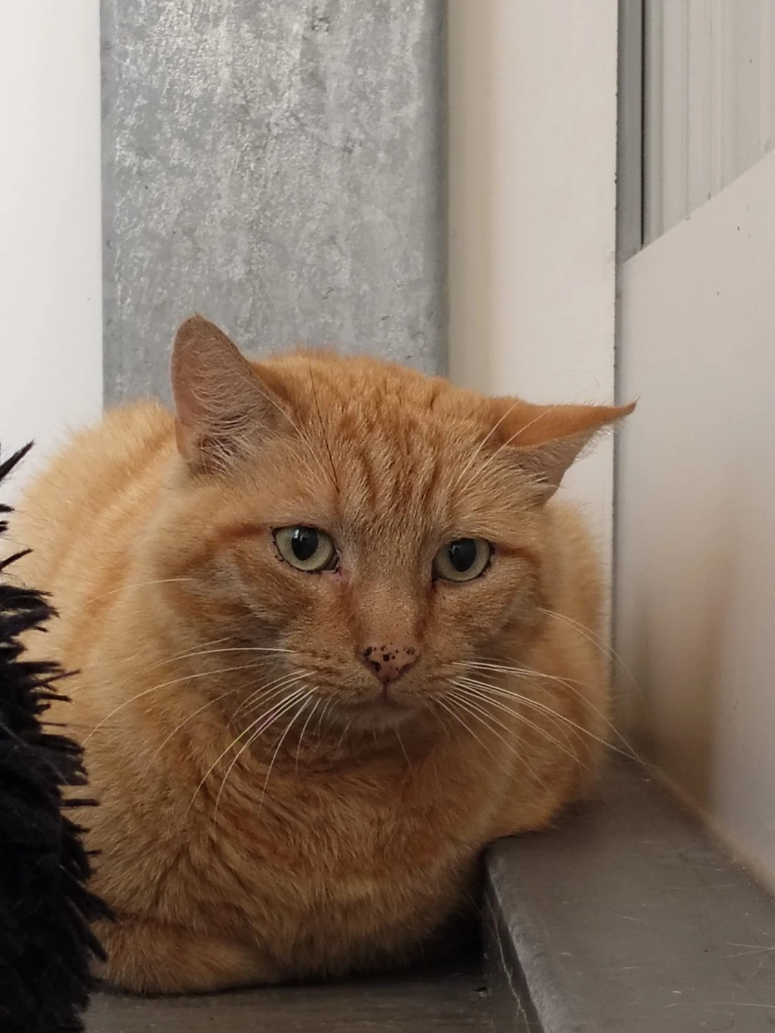 Garfield