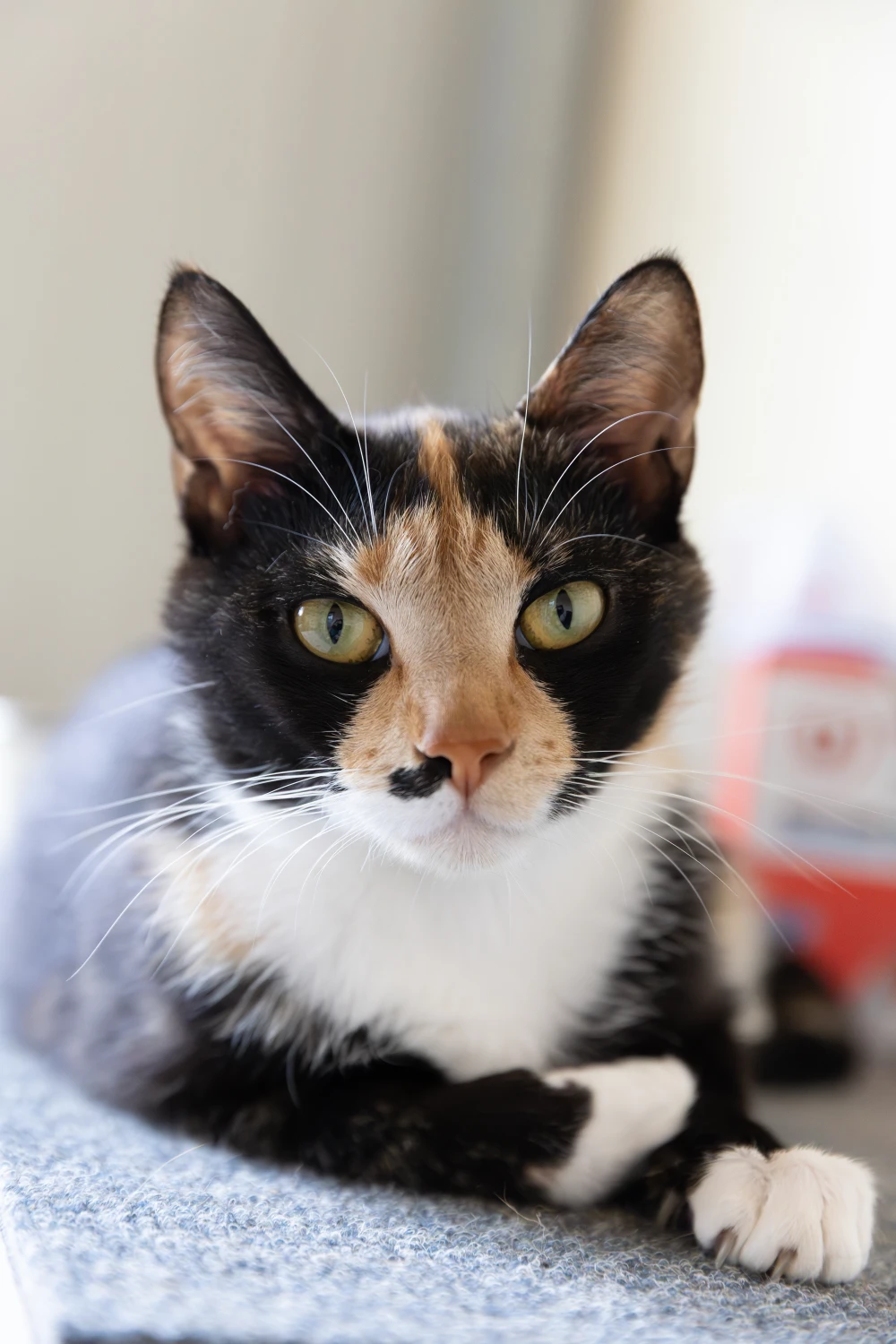 Gina