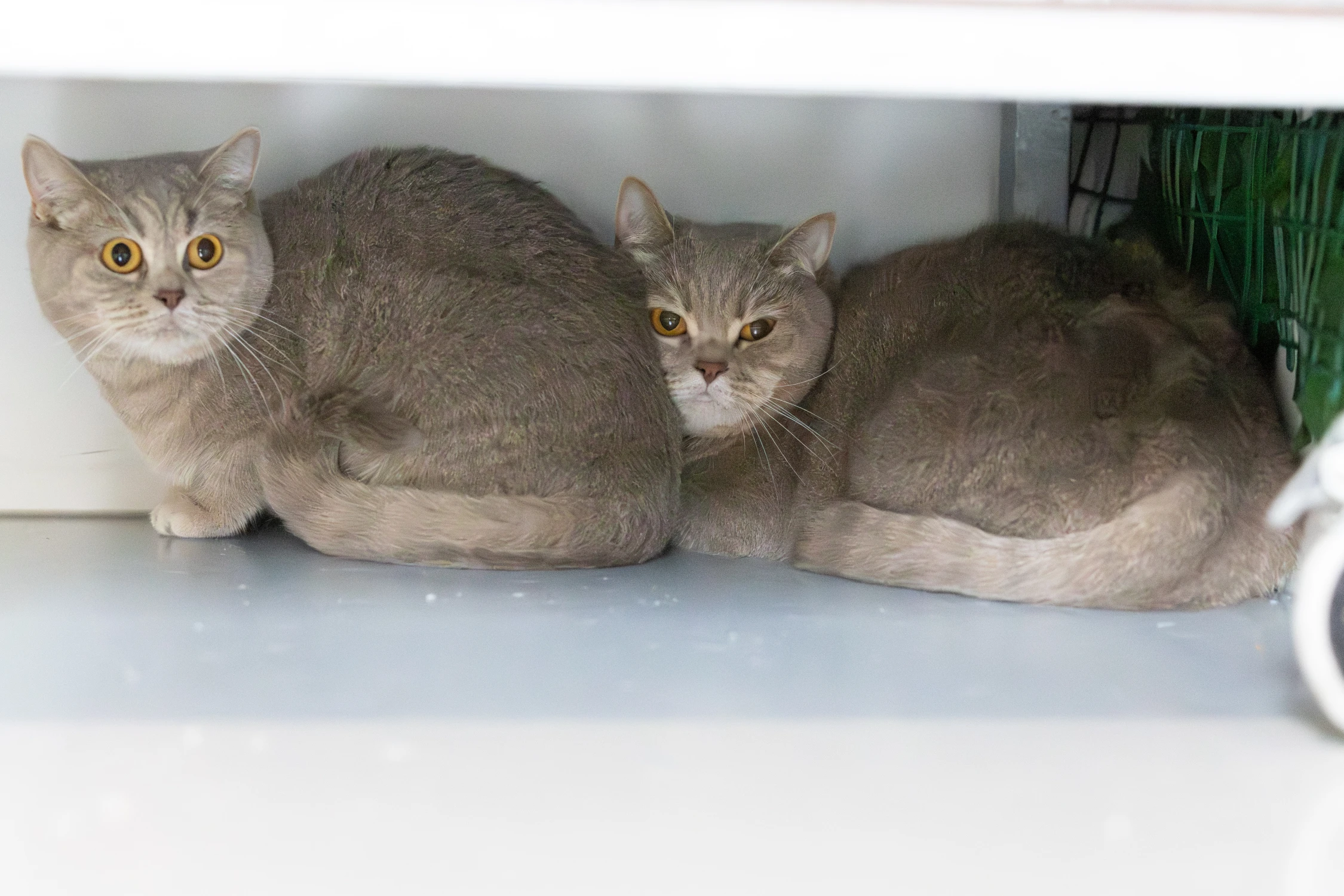Luna & Nala