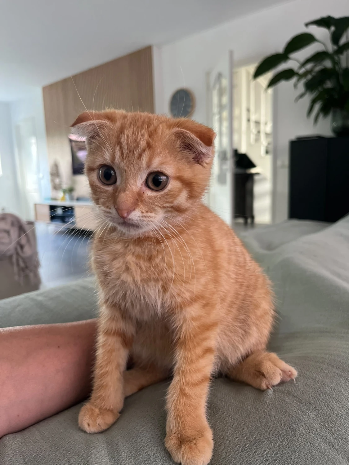 Pieter
