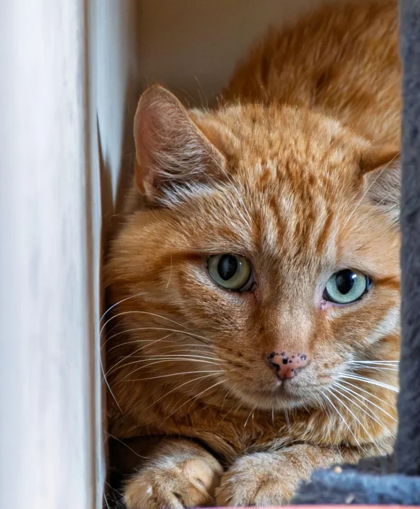 Garfield, foto 1