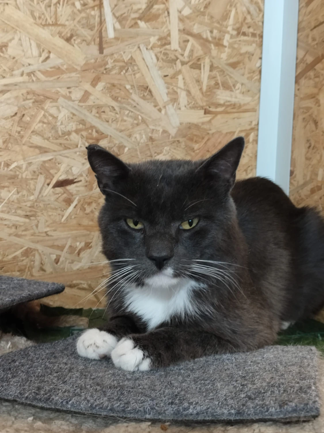Rufus, foto 2