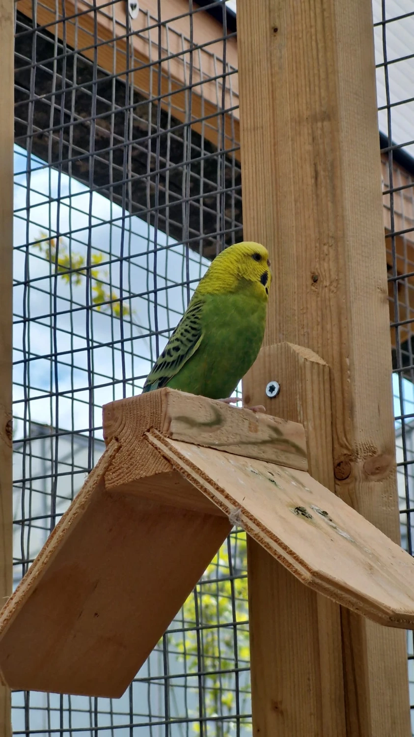 Grasparkieten, foto 1
