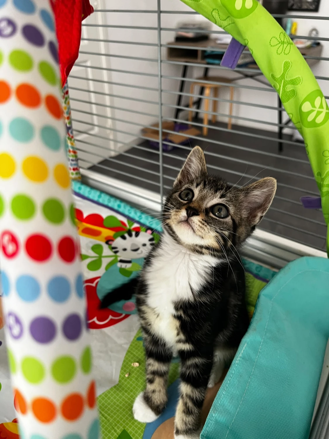 Louis, foto 1