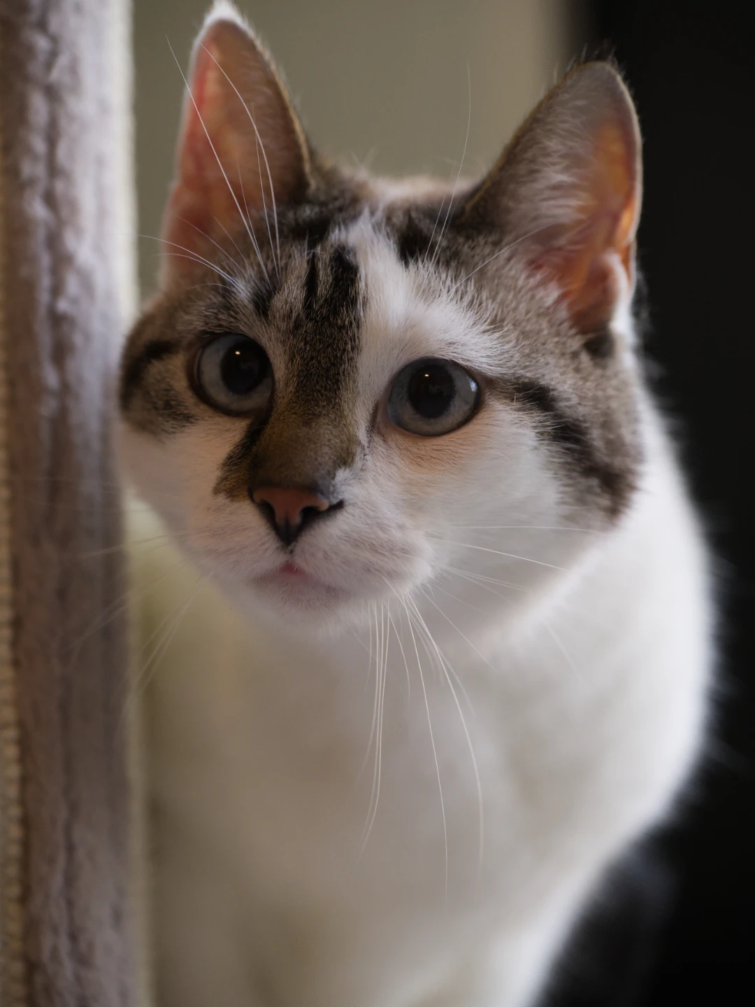 Diva, foto 4