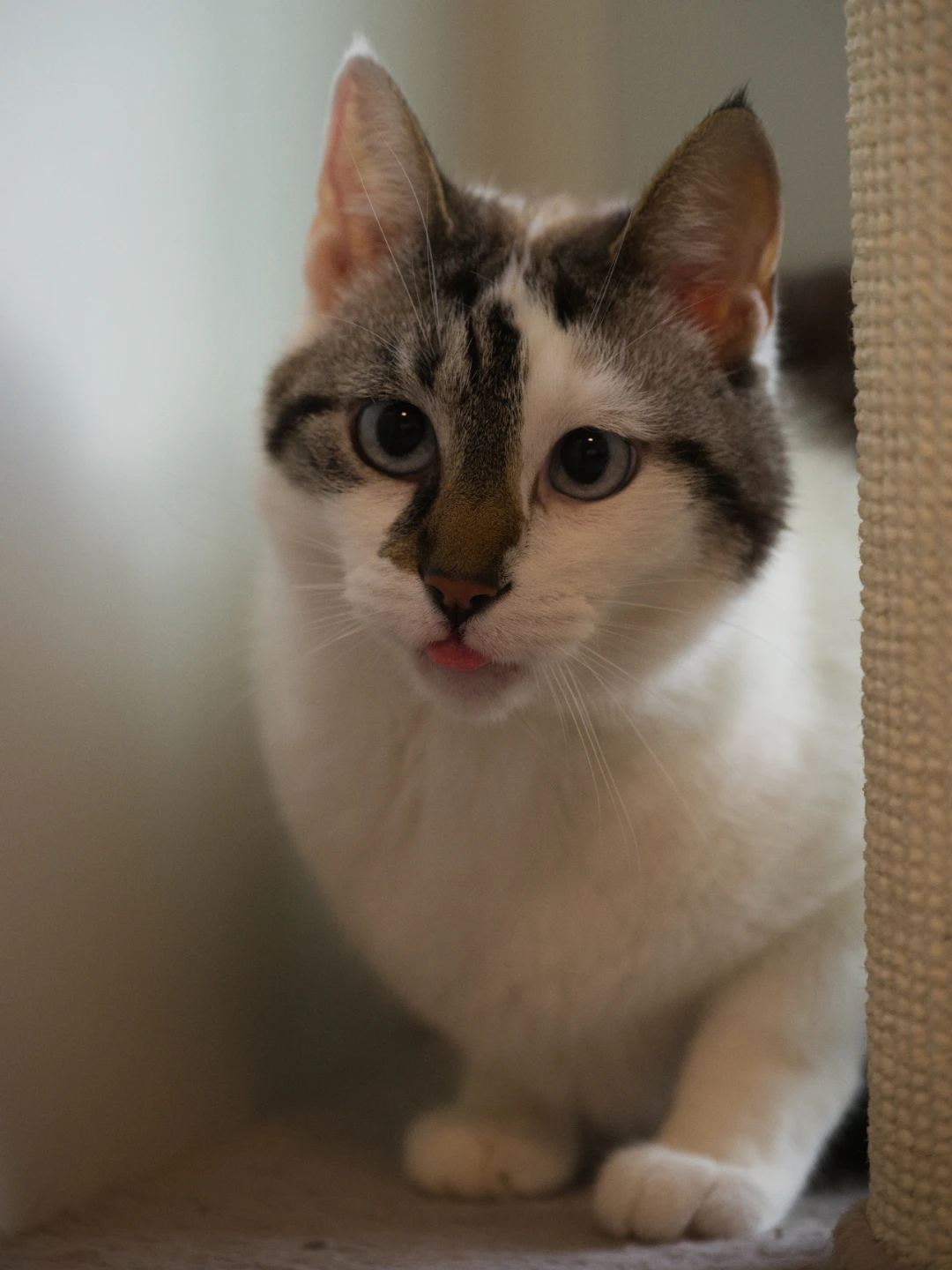 Diva, foto 5
