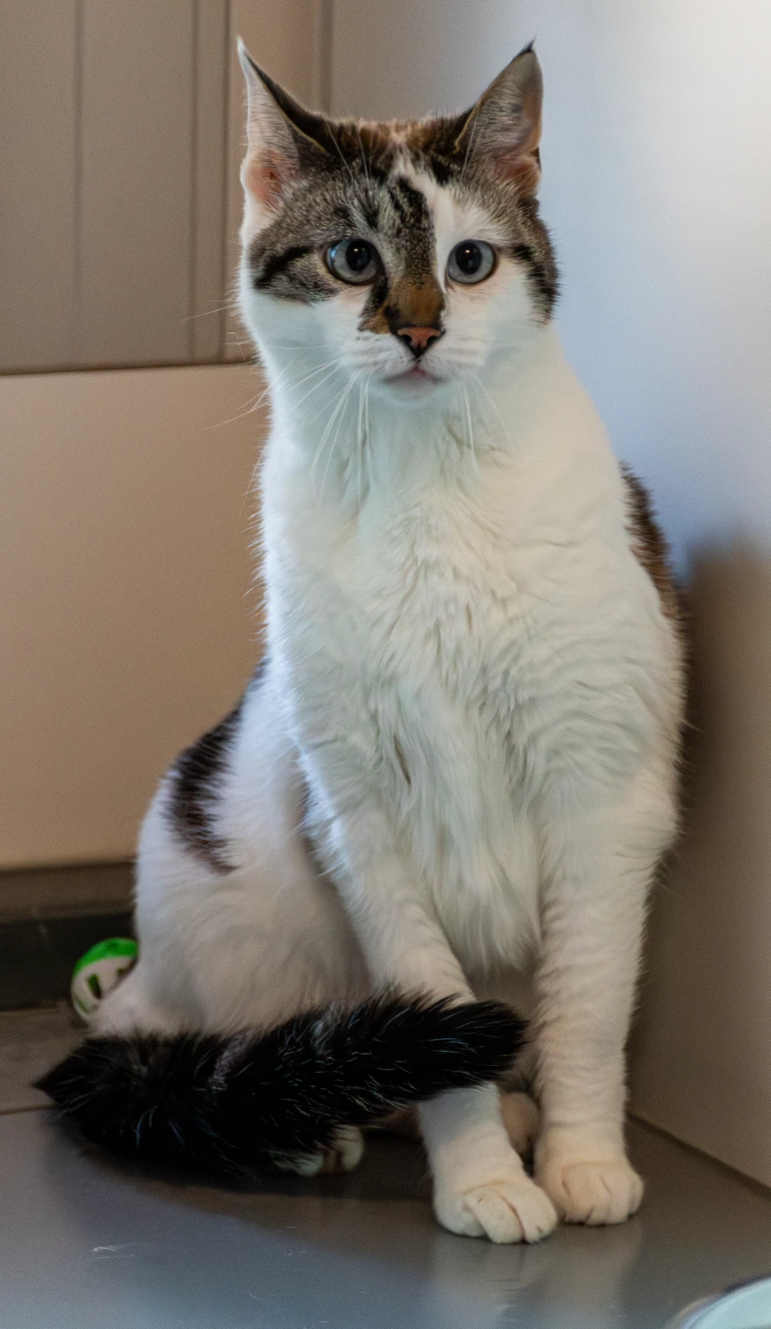 Diva, foto 1