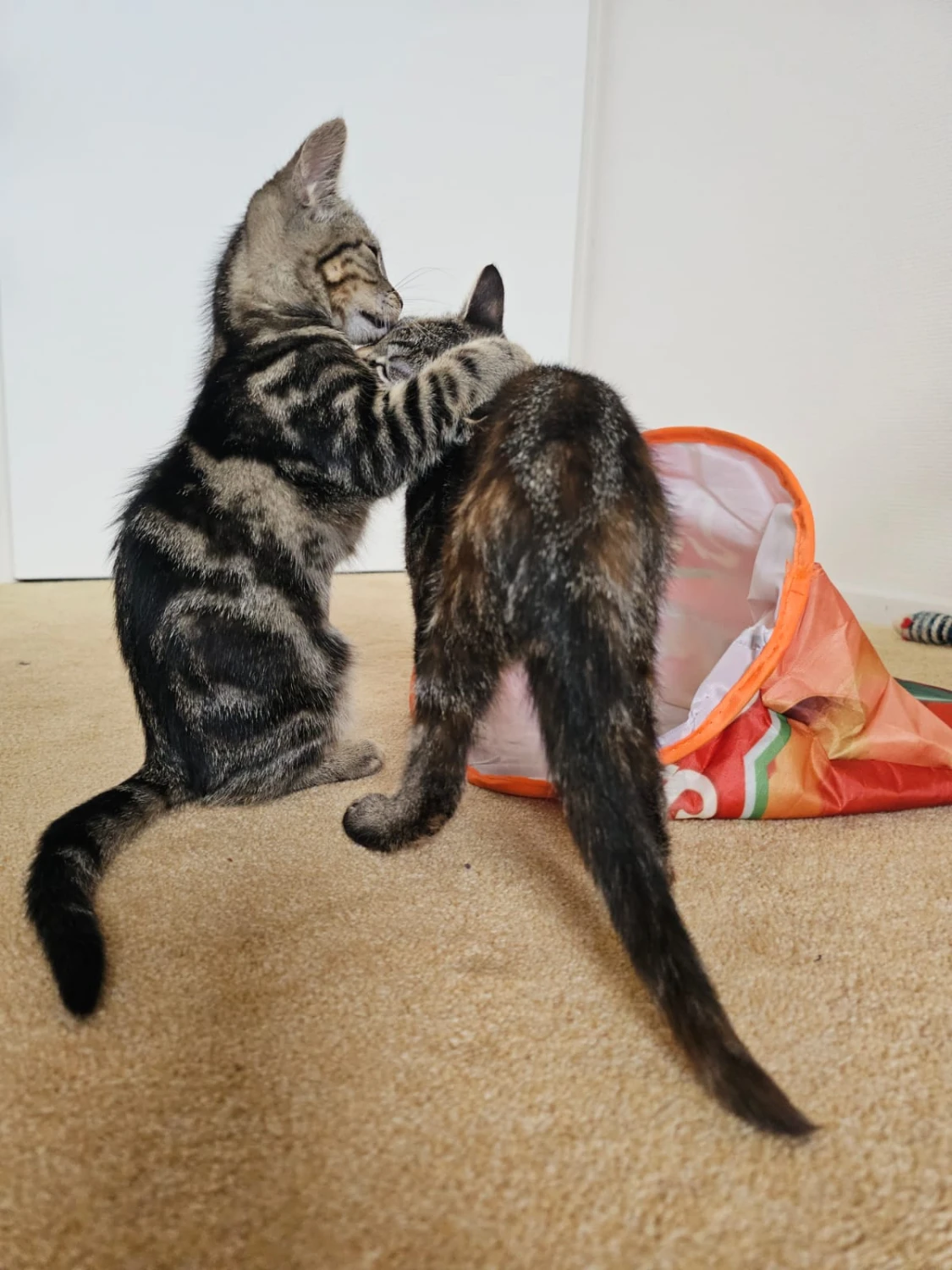 Mila & Nova, foto 6