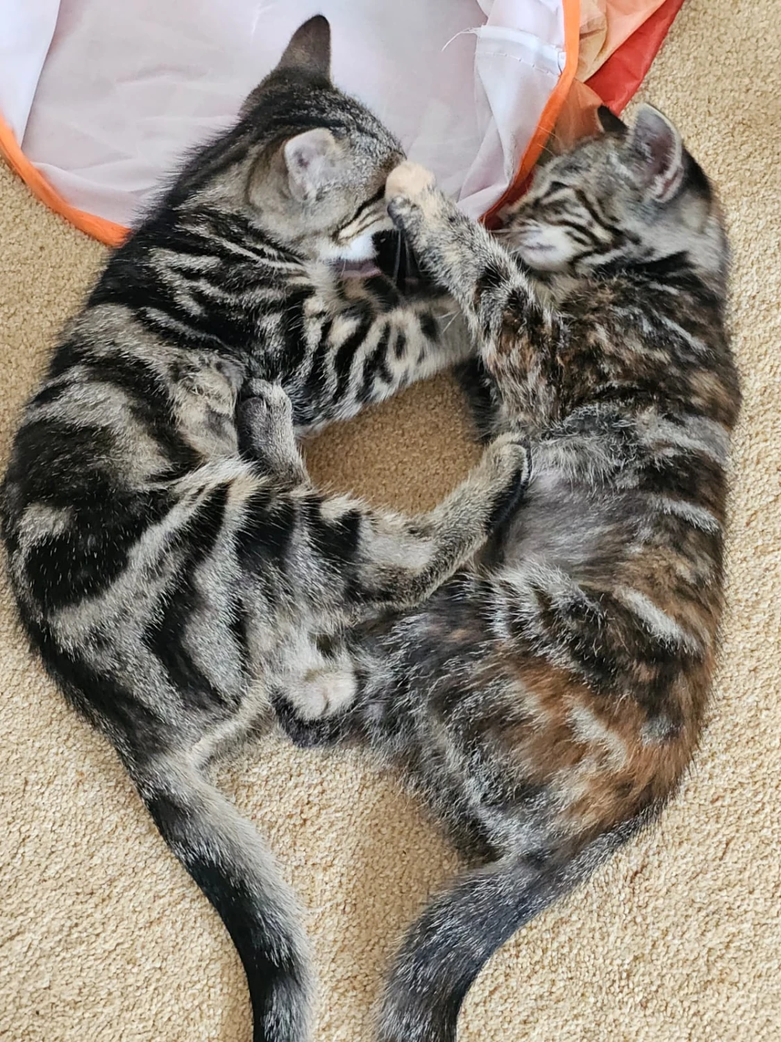 Mila & Nova, foto 5