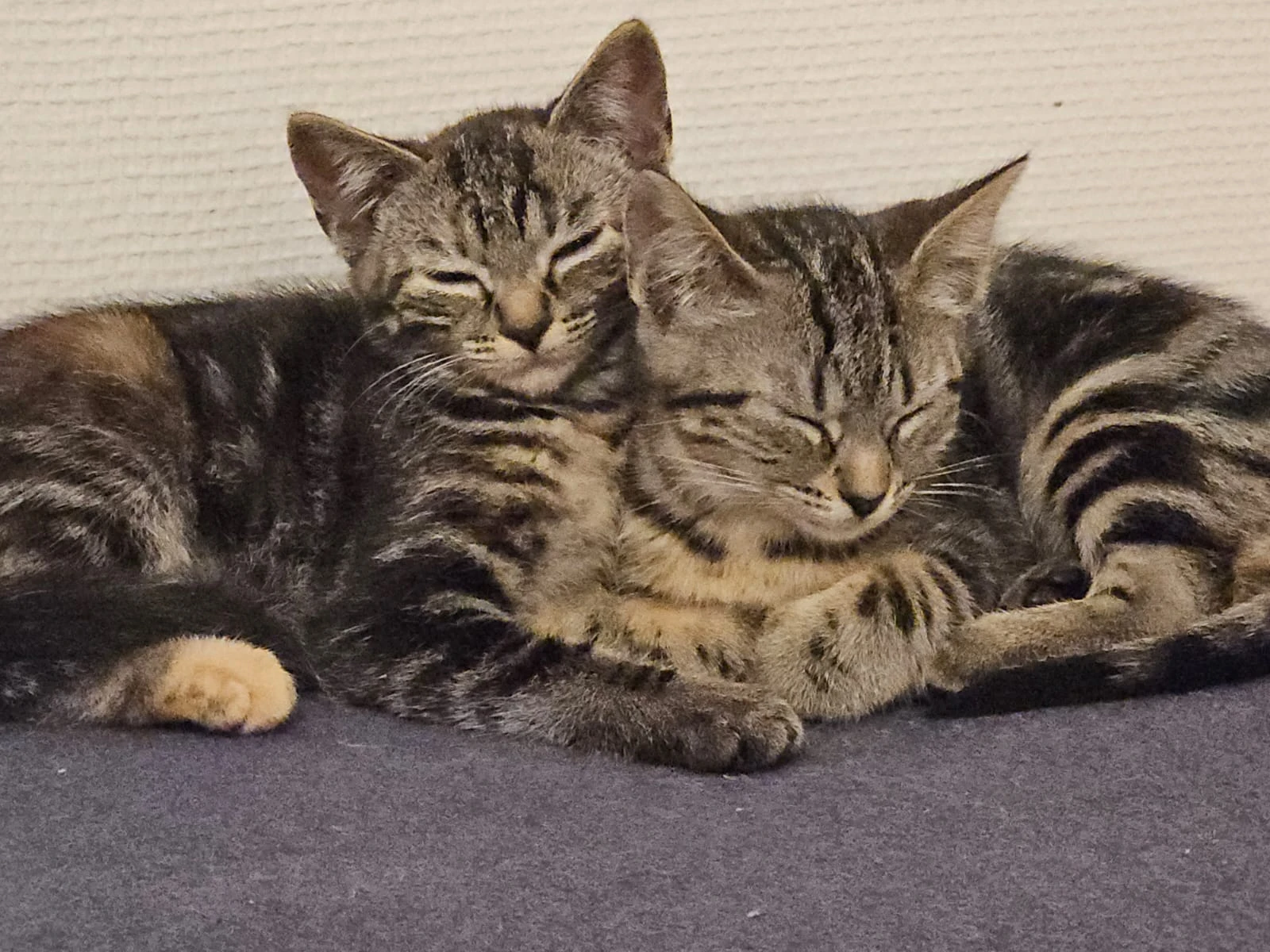 Mila & Nova