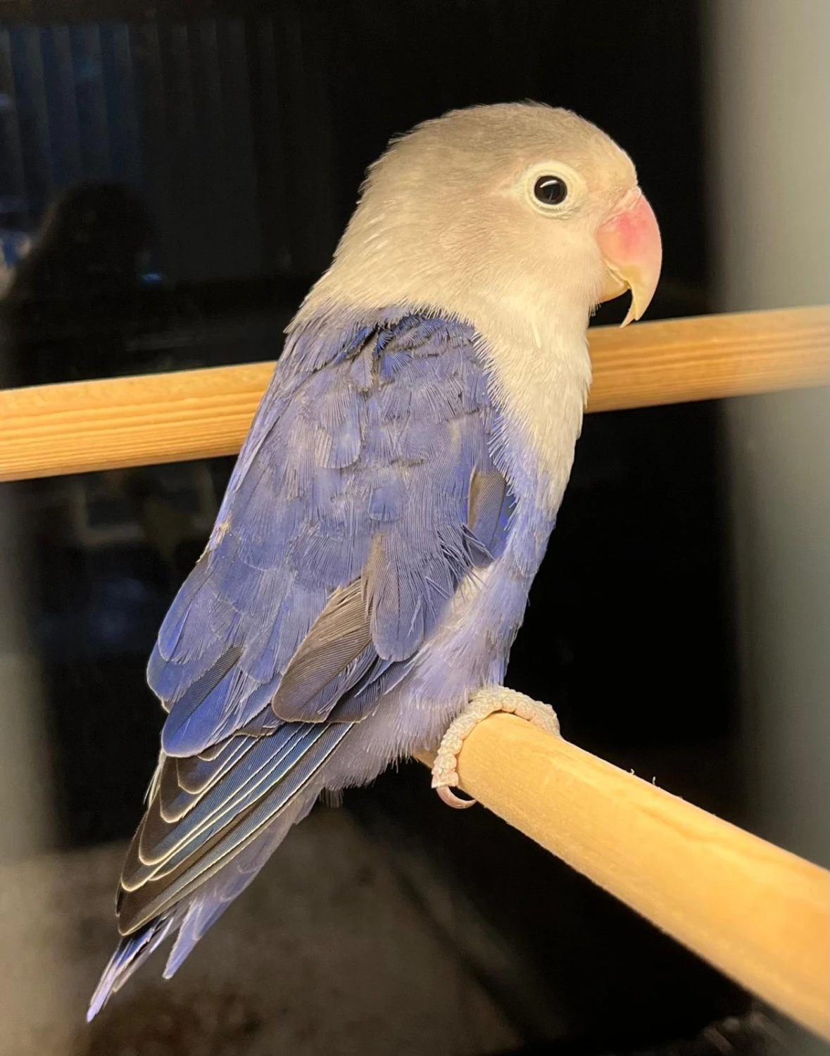 Agapornis