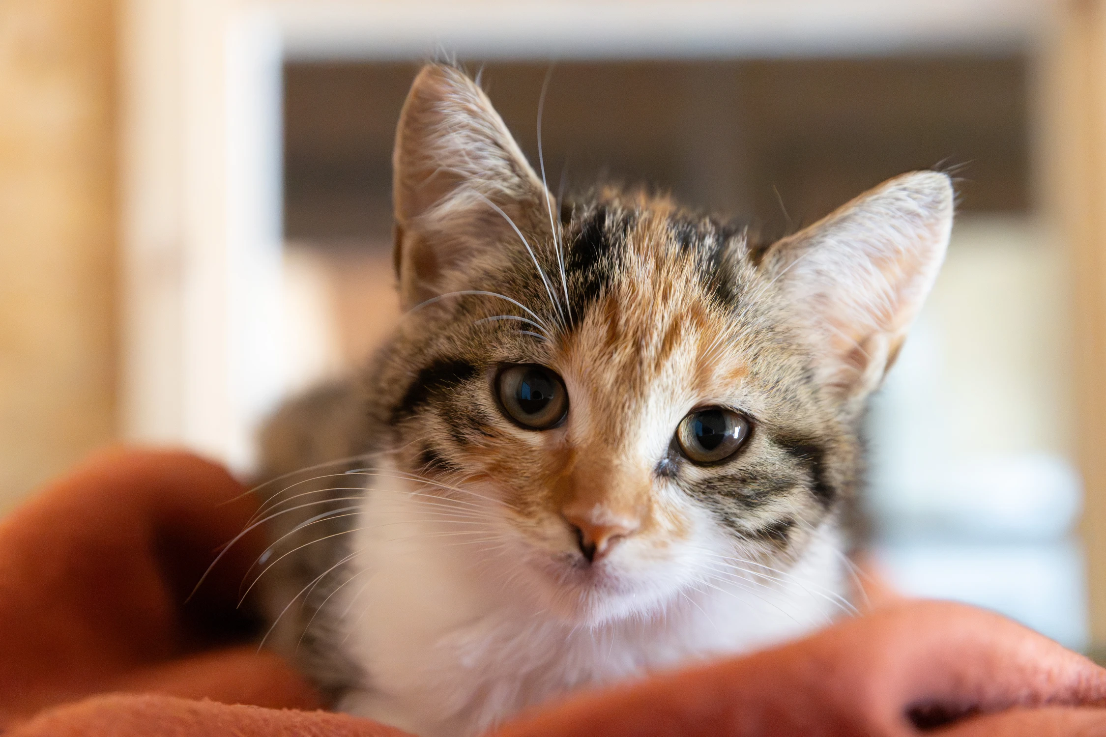 Sociale kittens