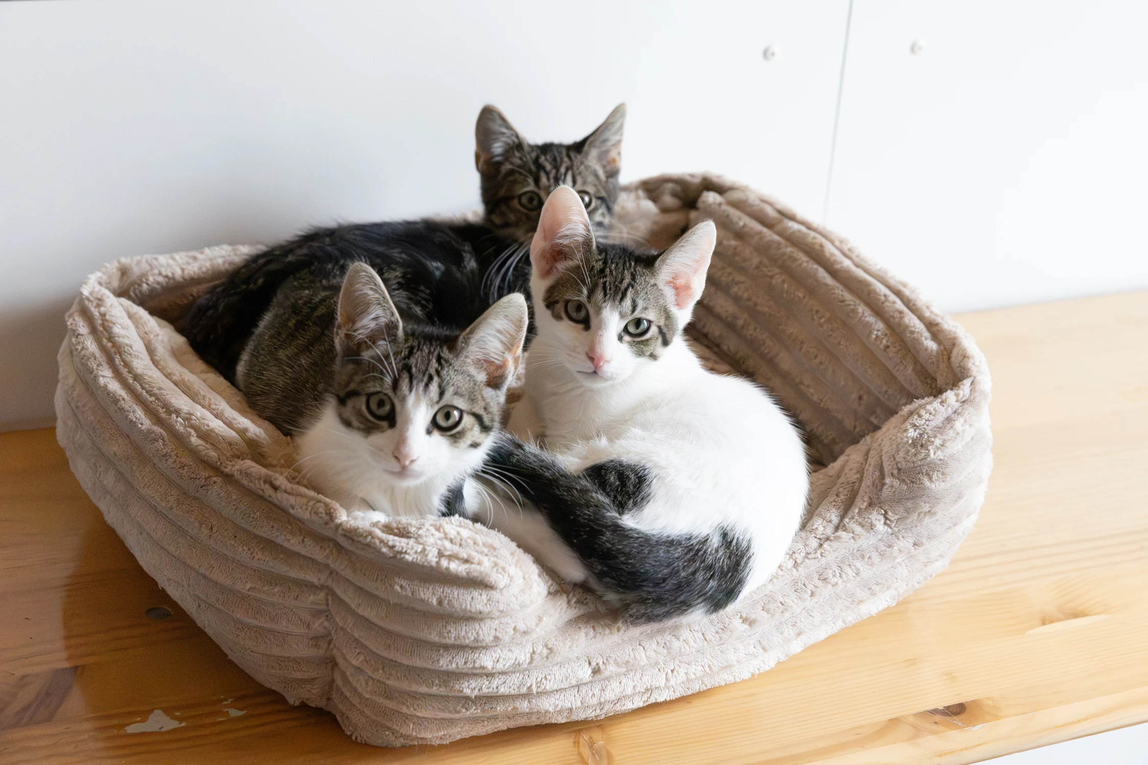 Even laden... Sociaal kitten 85% voltooid