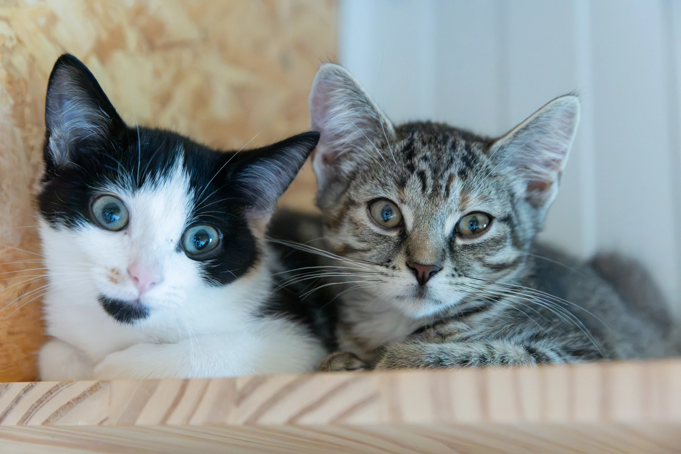 Even laden… Sociaal kitten 85% voltooid, foto 8