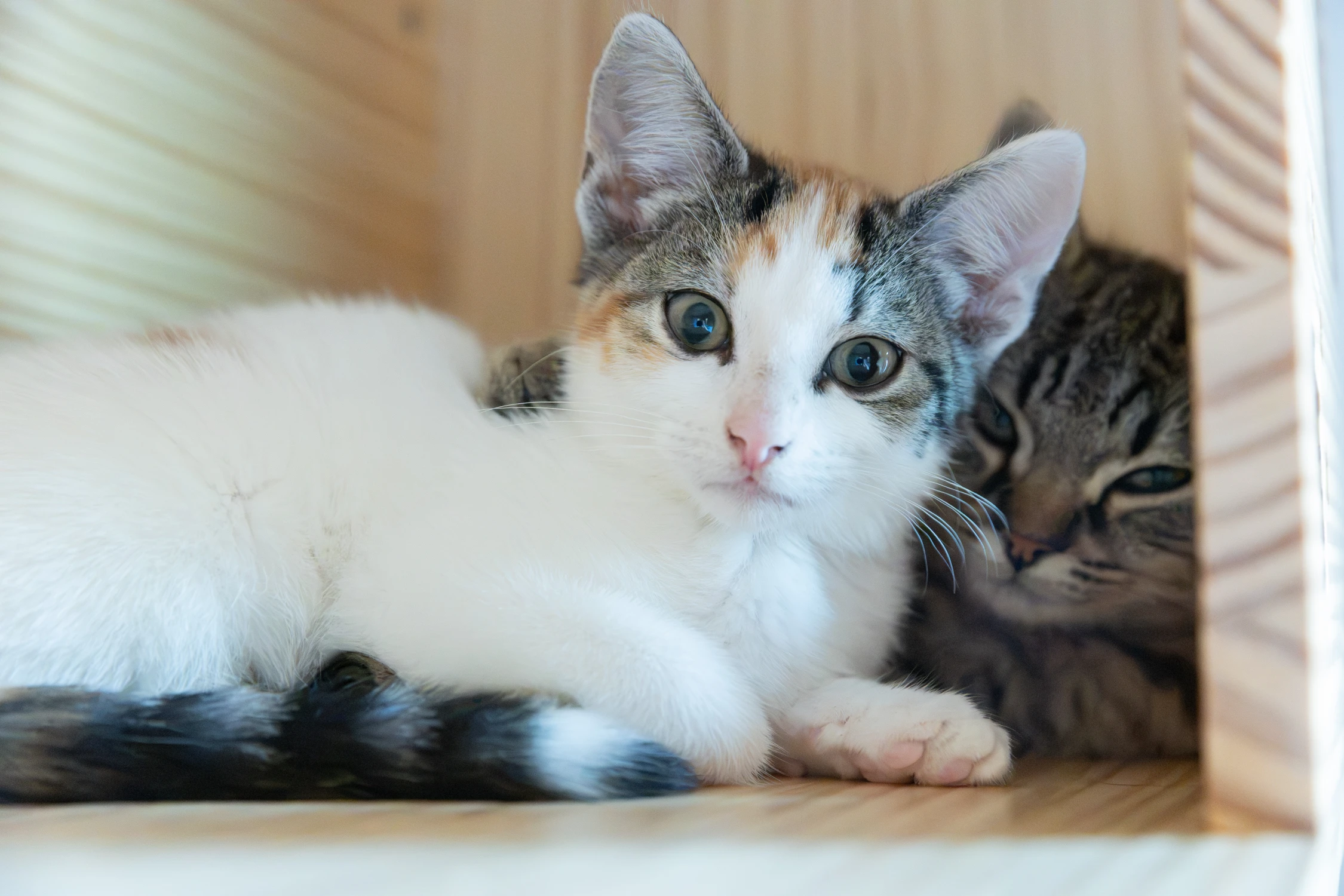 Even laden… Sociaal kitten 85% voltooid, foto 7