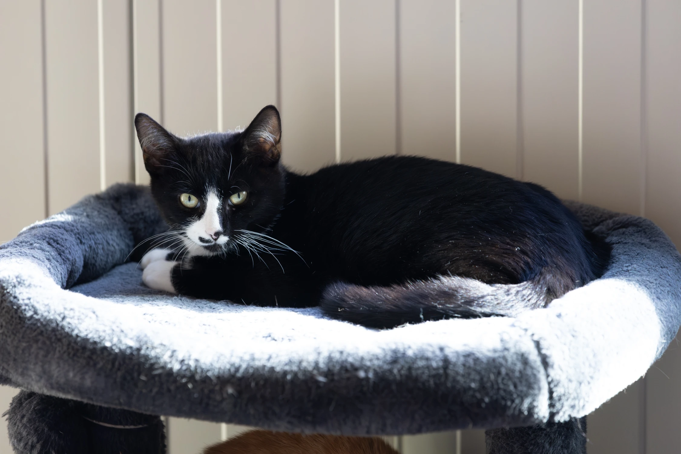 Even laden… Sociaal kitten 85% voltooid, foto 3