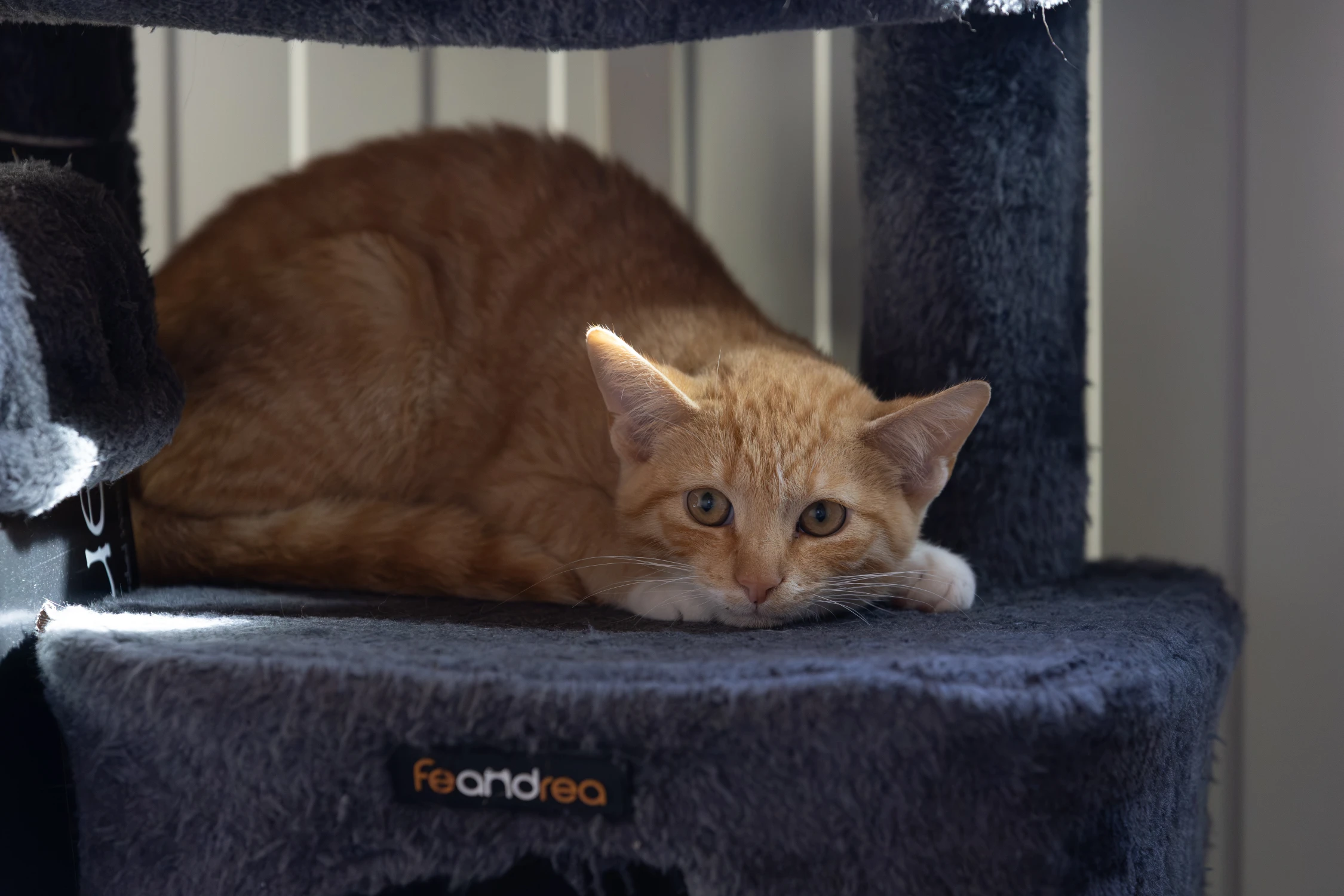 Even laden… Sociaal kitten 85% voltooid, foto 5