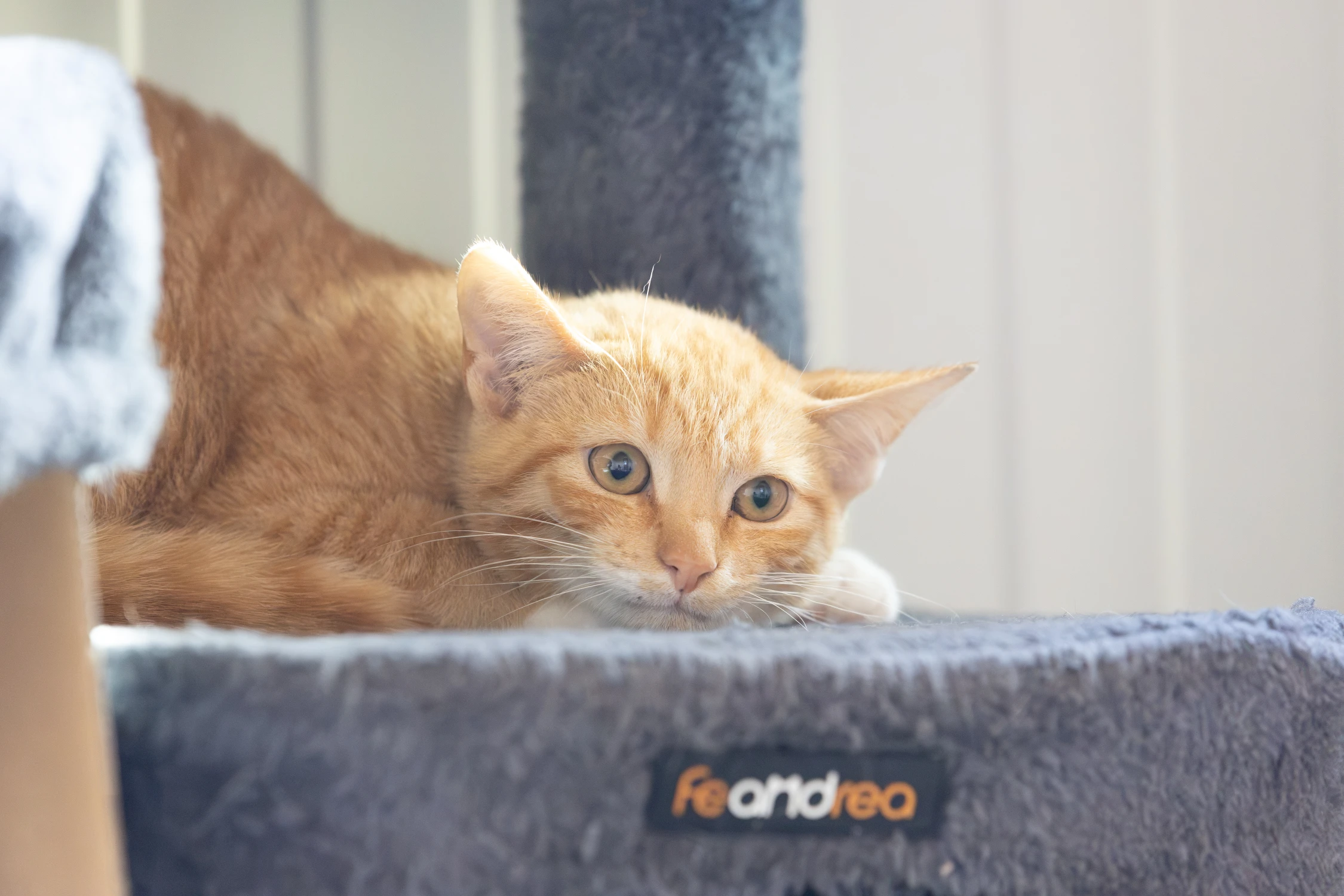Even laden… Sociaal kitten 85% voltooid, foto 6