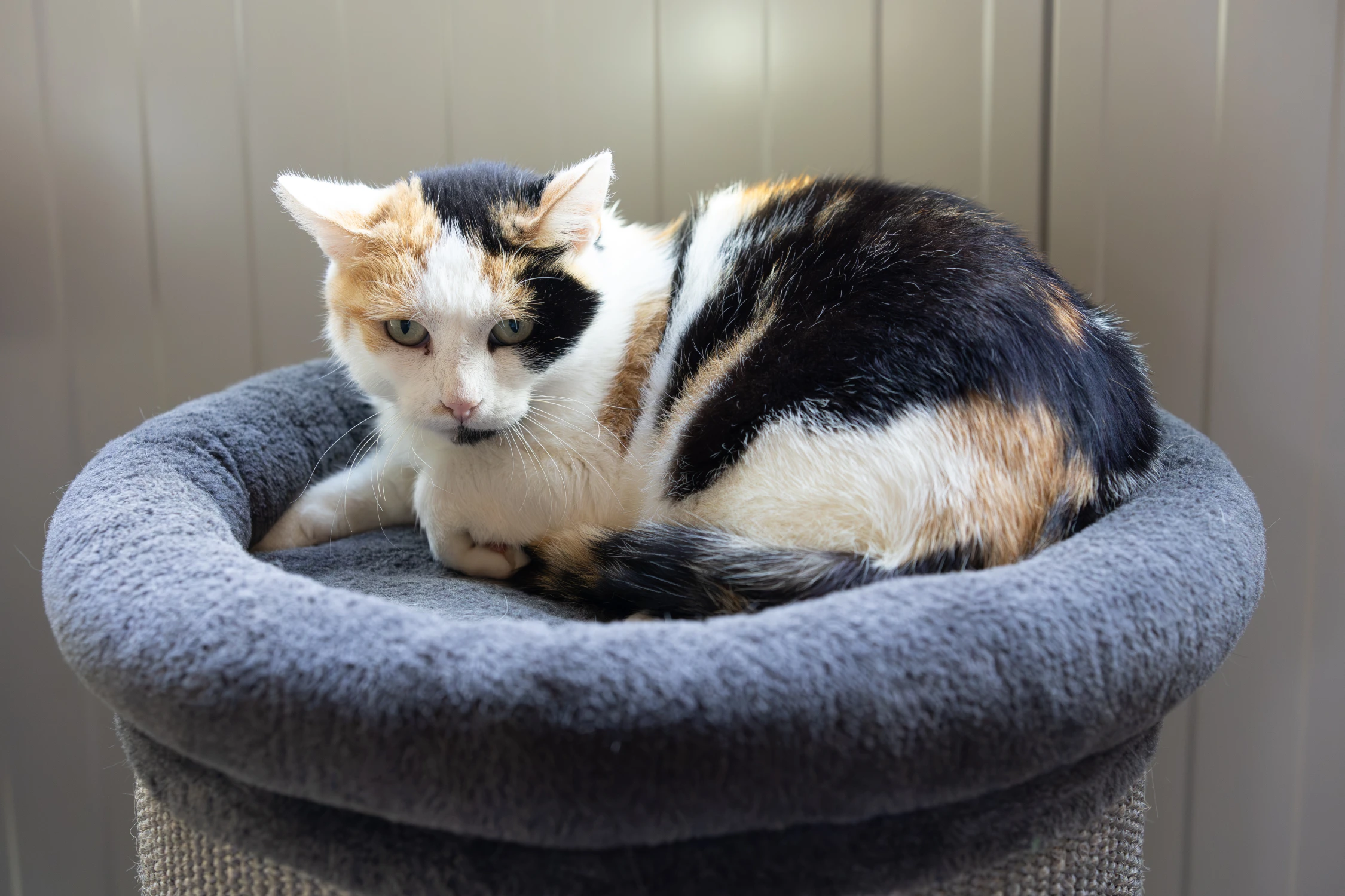Even laden… Sociaal kitten 85% voltooid, foto 4