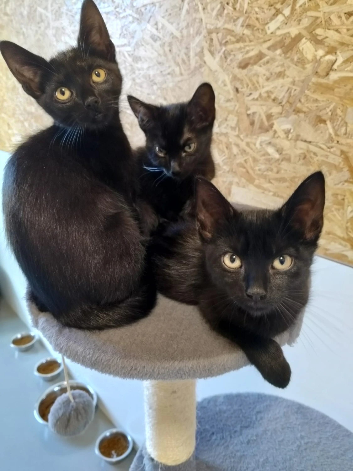 Zwarte kittens